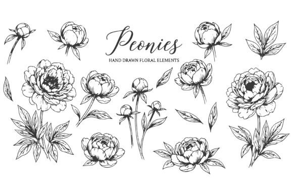 Download Set of Black and White Line Art Peony - Black and white Collection